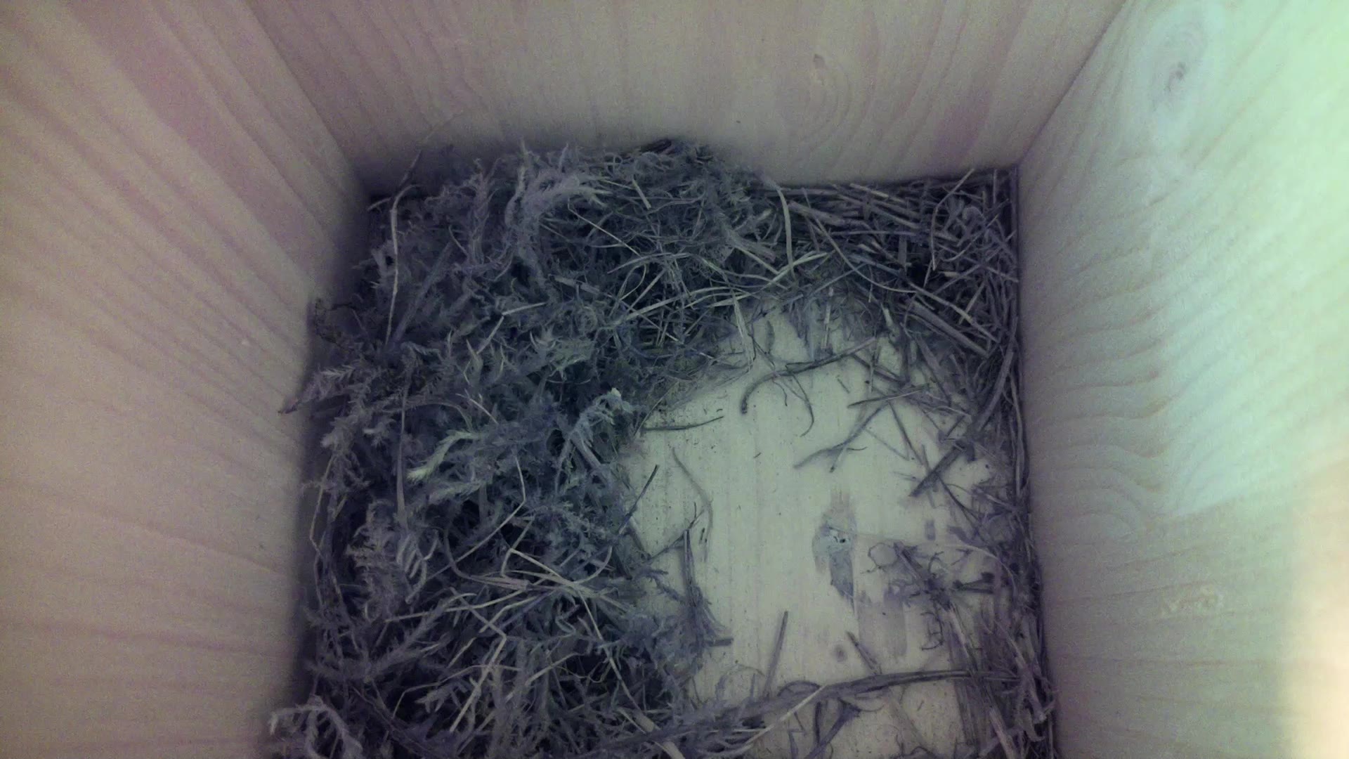 Aufnahme aus dem Vogelhaus