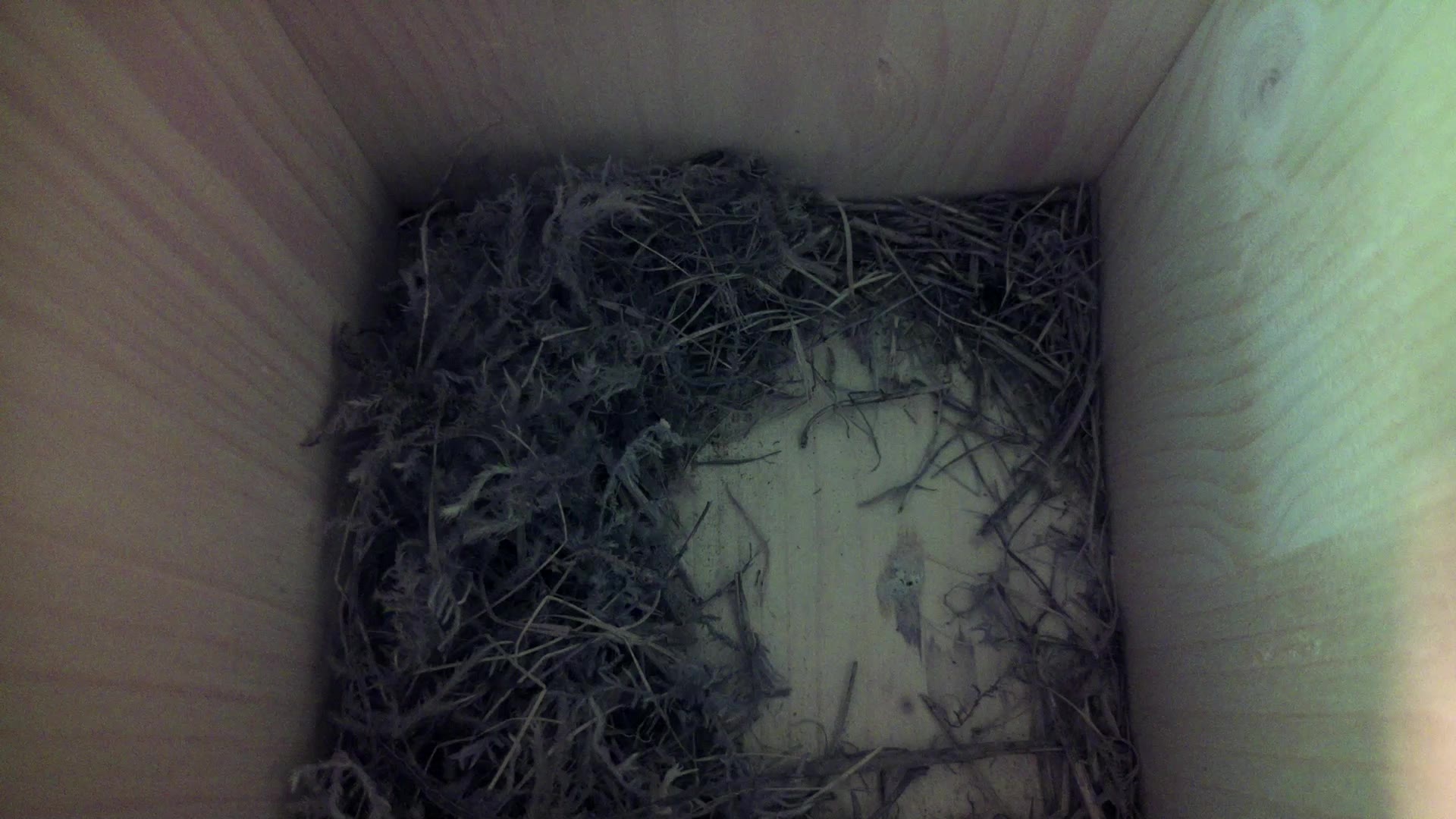 Aufnahme aus dem Vogelhaus