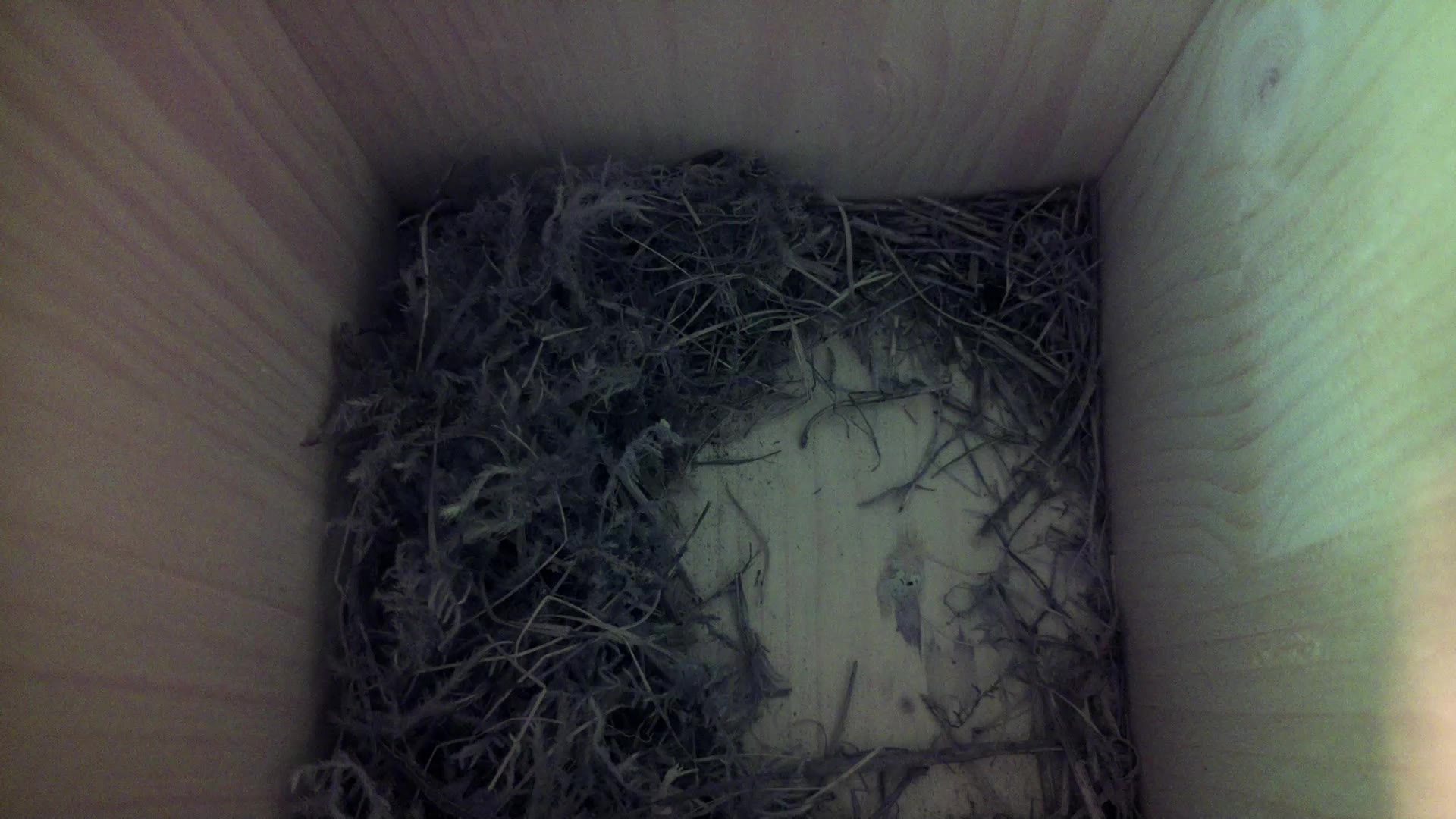 Aufnahme aus dem Vogelhaus
