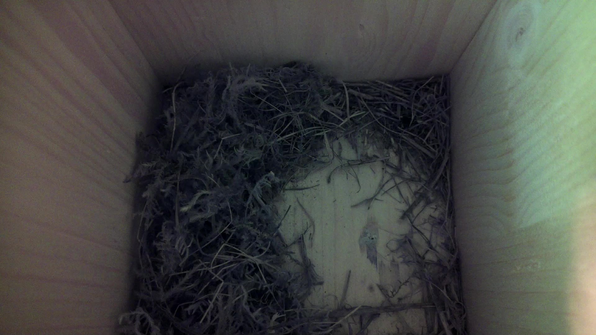 Aufnahme aus dem Vogelhaus