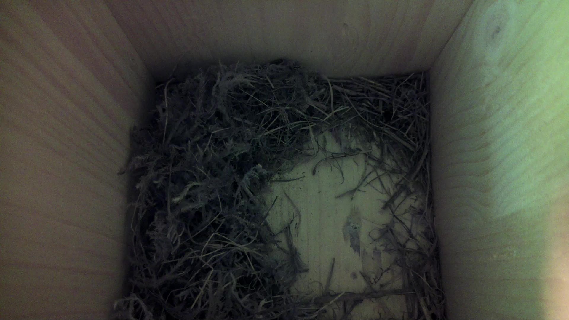 Aufnahme aus dem Vogelhaus