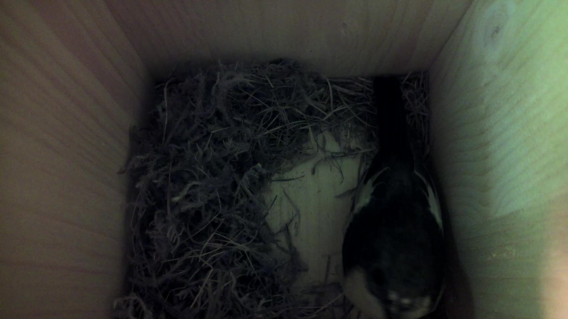 Aufnahme aus dem Vogelhaus