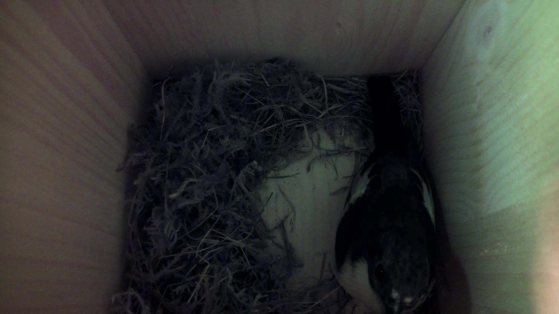 Aufnahme aus dem Vogelhaus