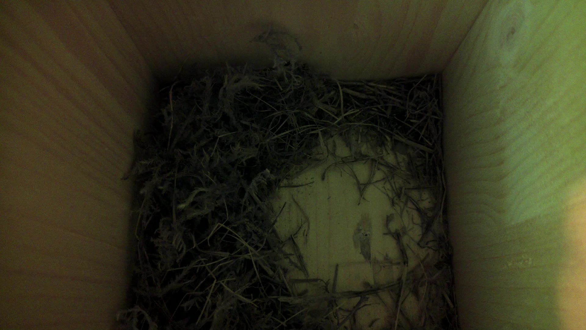 Aufnahme aus dem Vogelhaus
