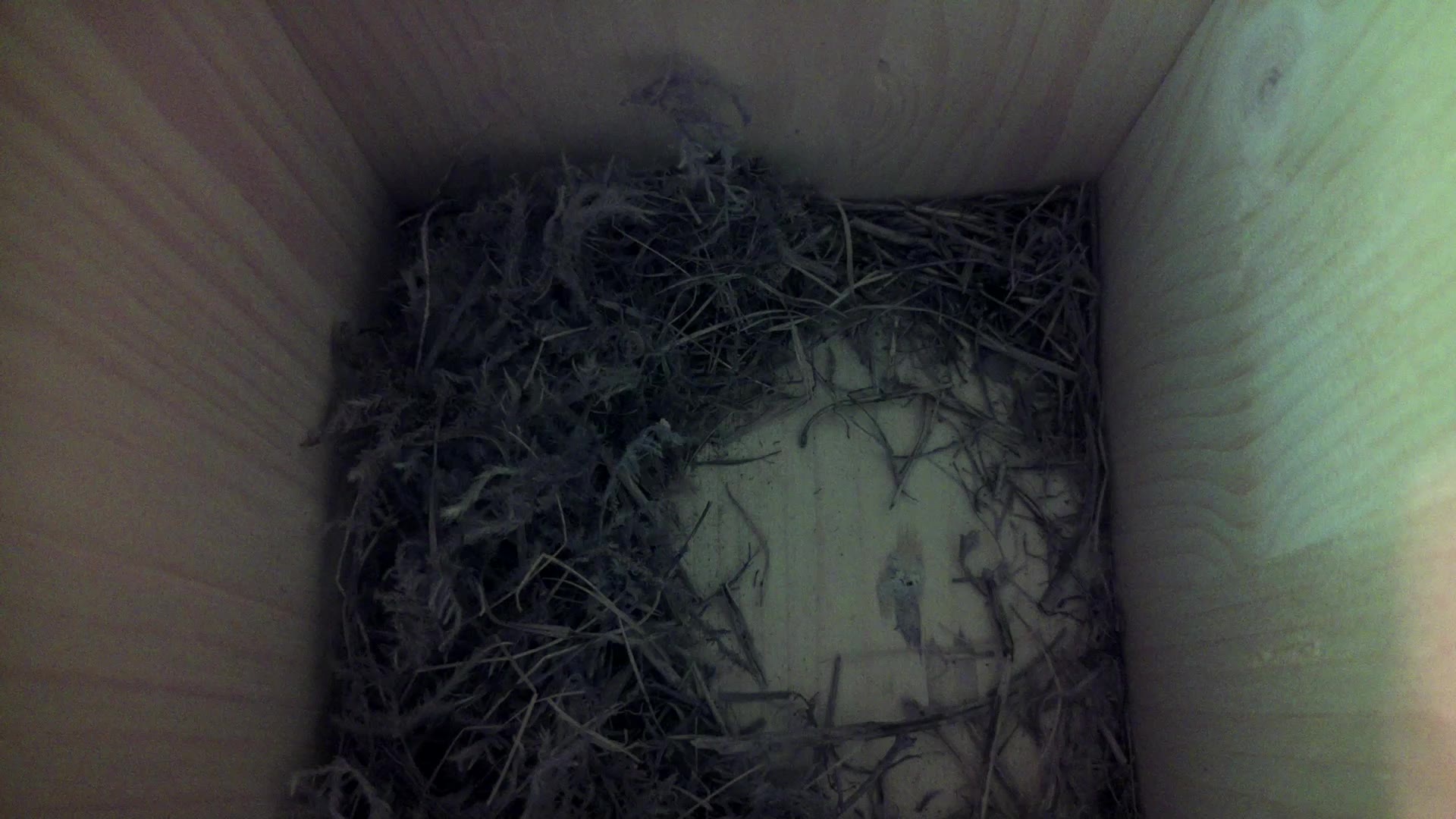 Aufnahme aus dem Vogelhaus