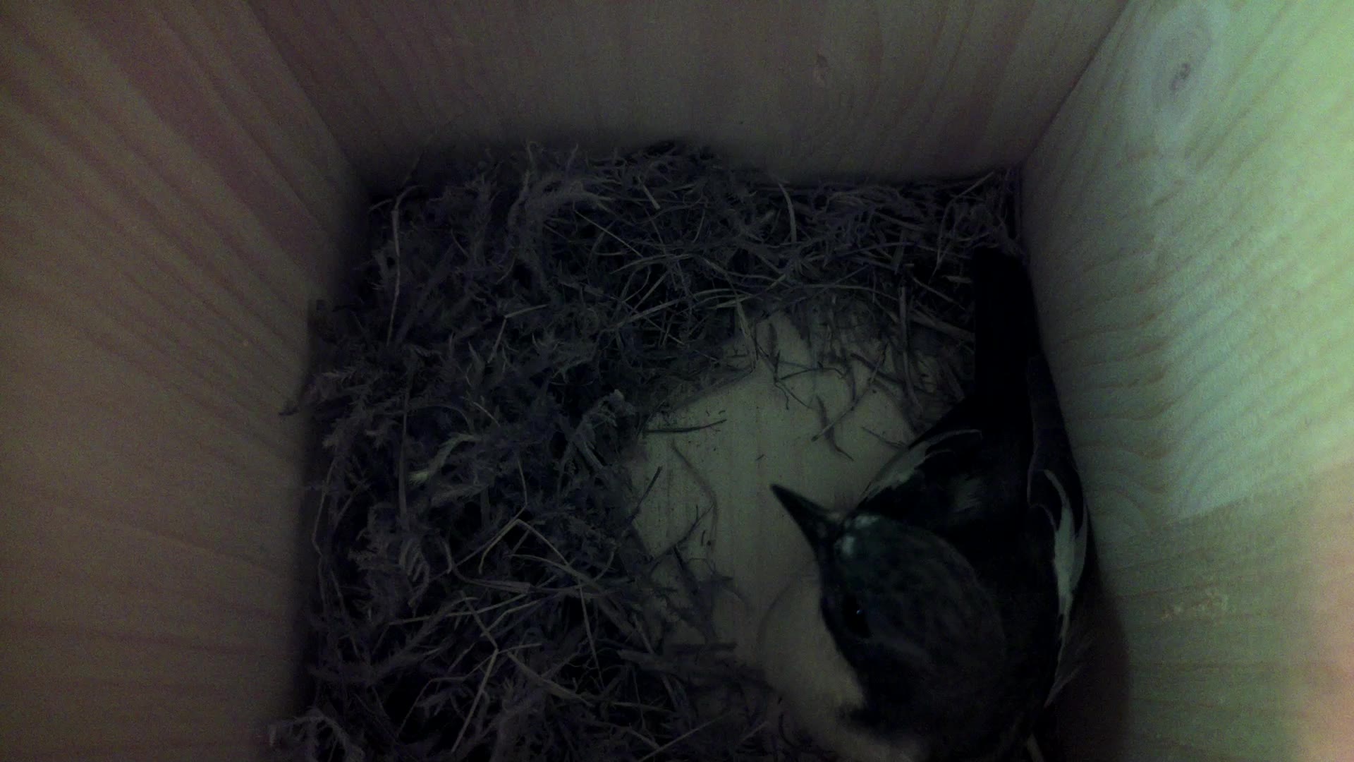 Aufnahme aus dem Vogelhaus