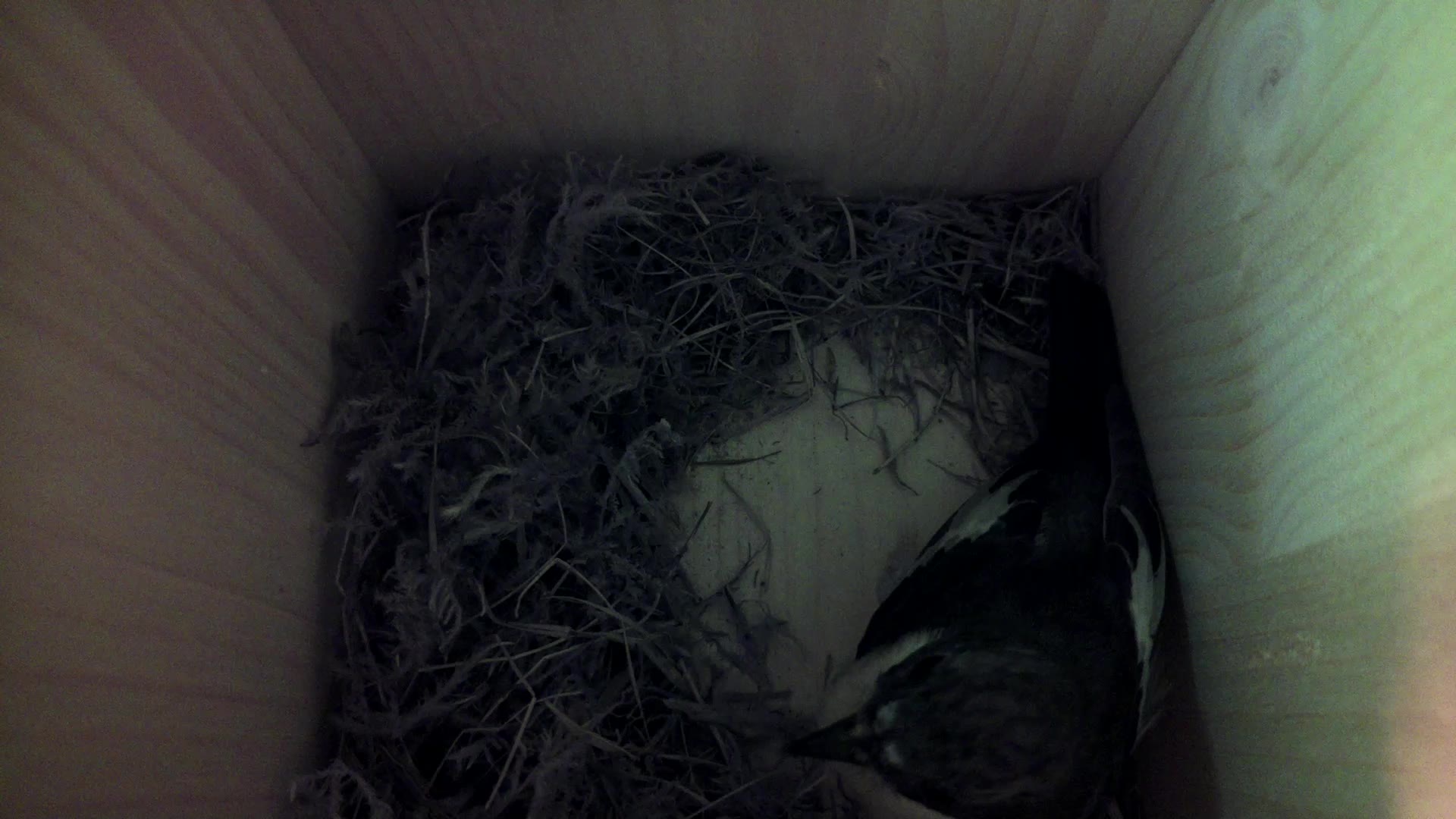 Aufnahme aus dem Vogelhaus