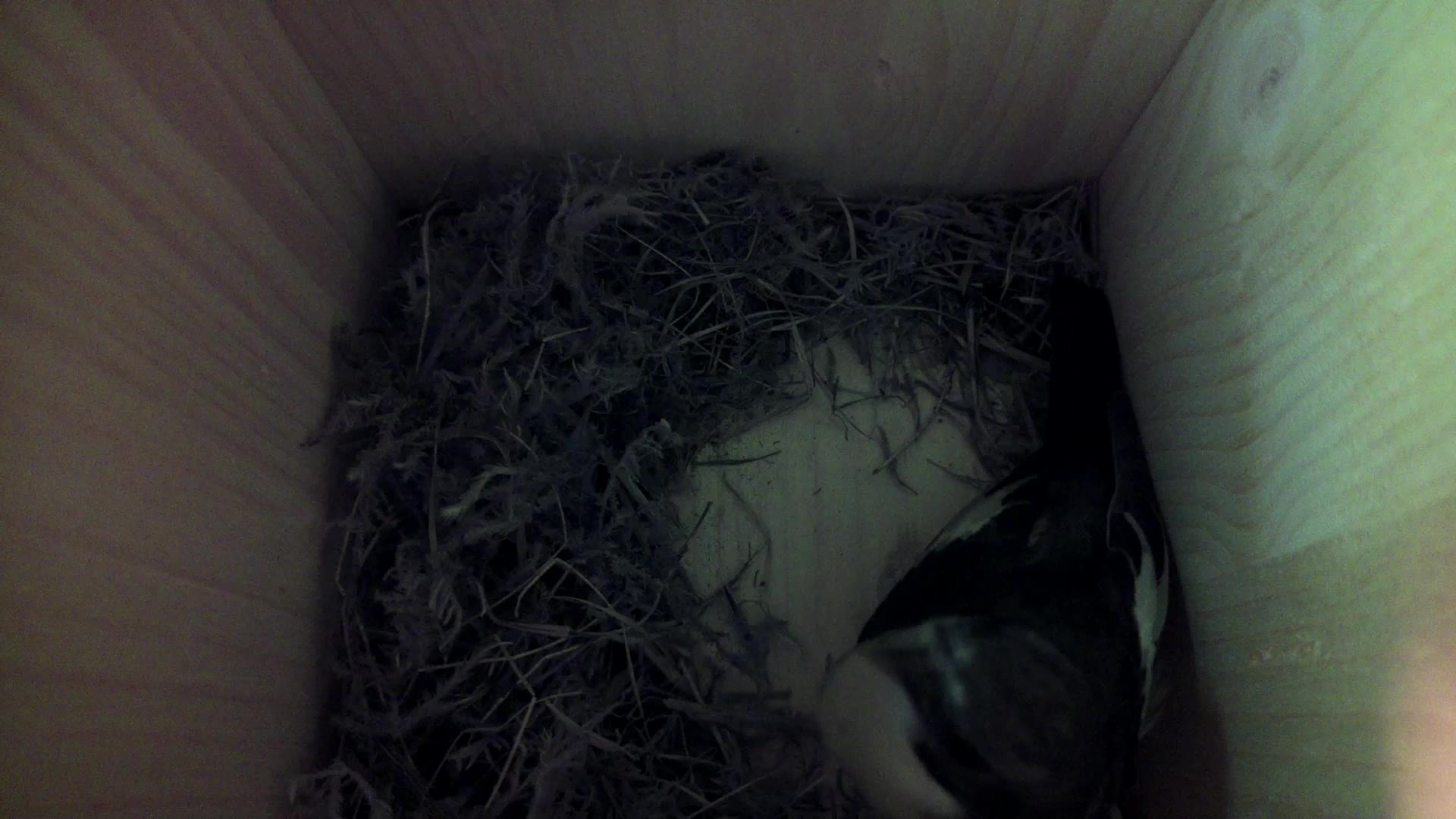 Aufnahme aus dem Vogelhaus