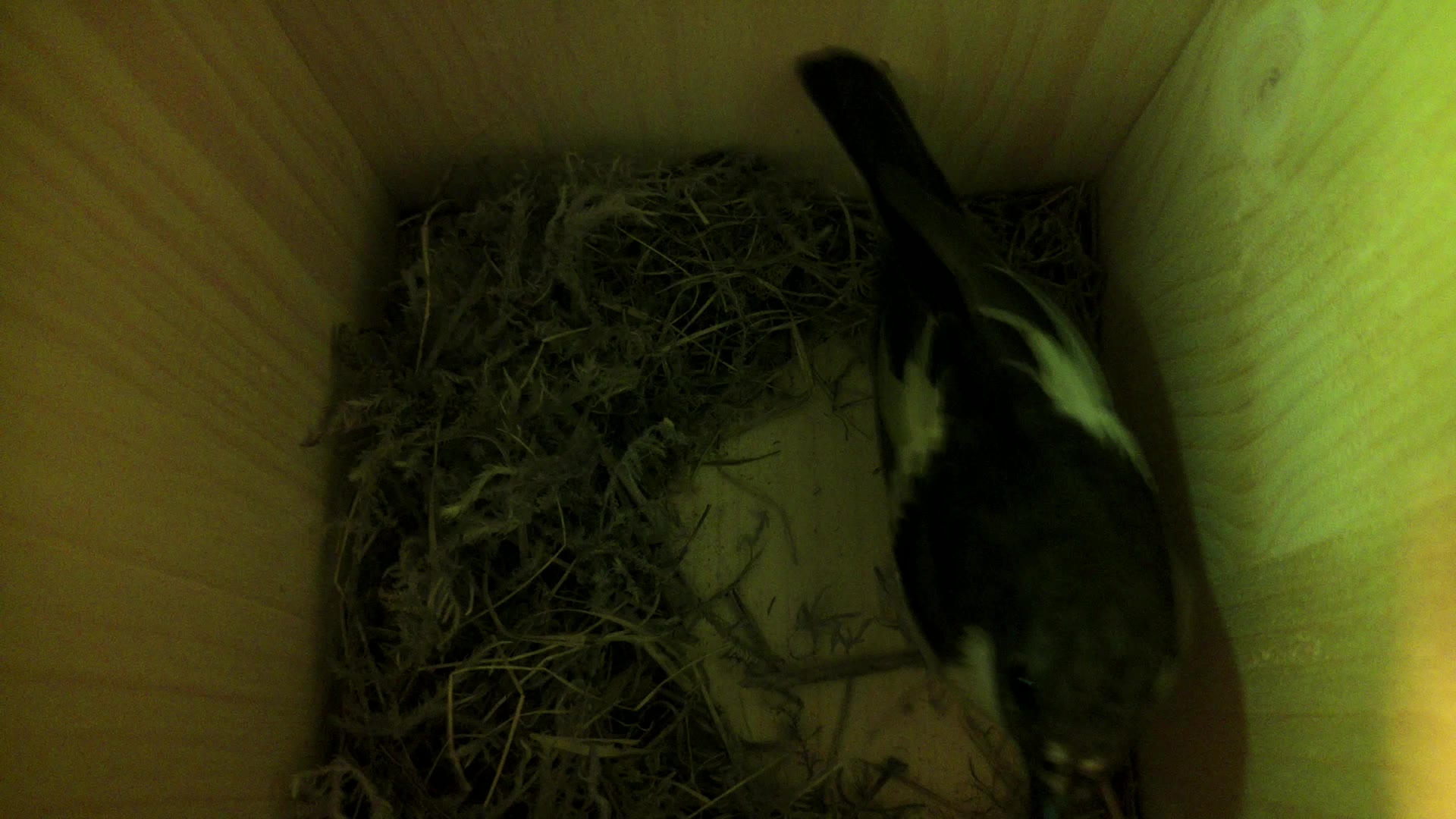 Aufnahme aus dem Vogelhaus
