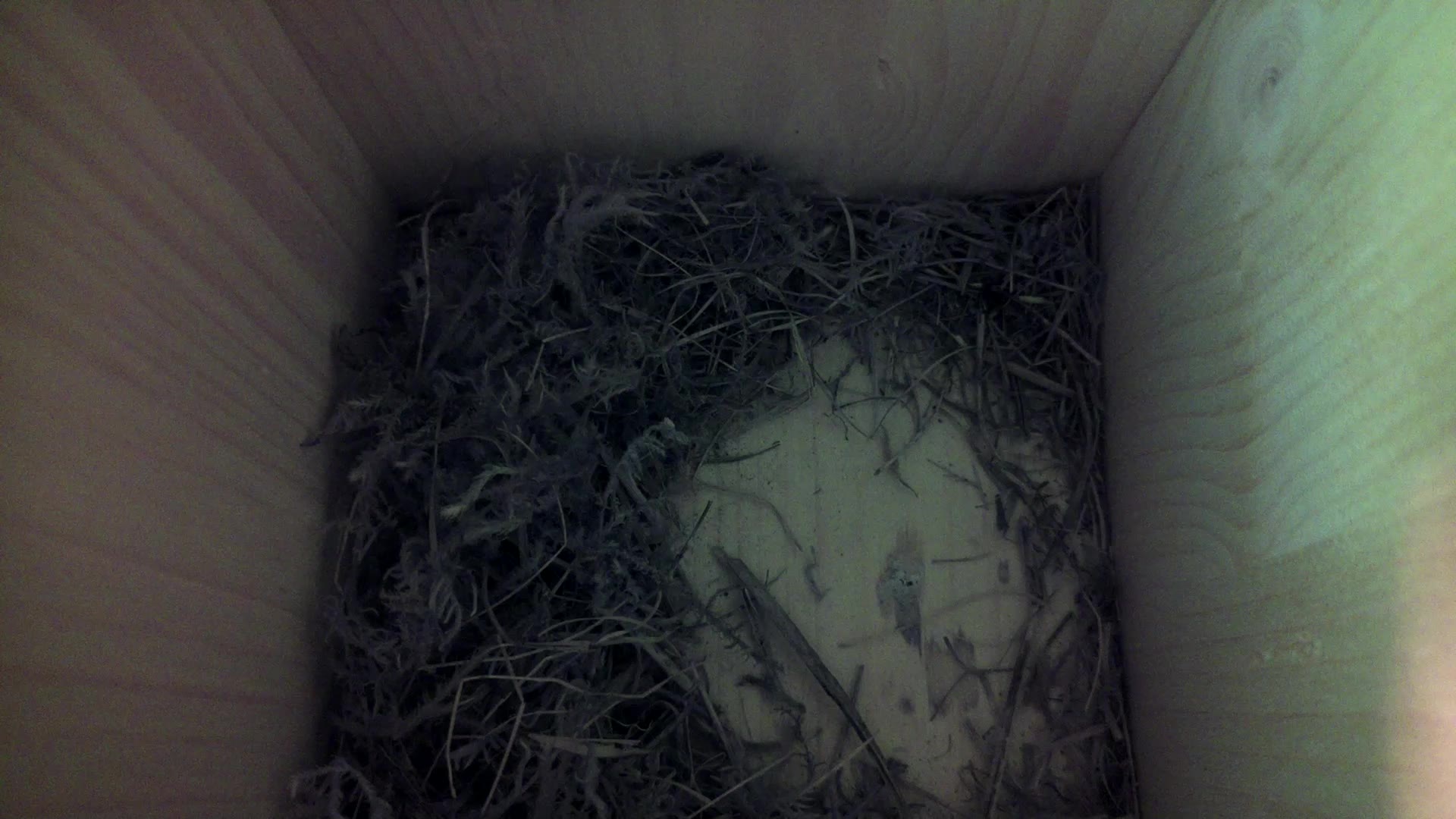 Aufnahme aus dem Vogelhaus