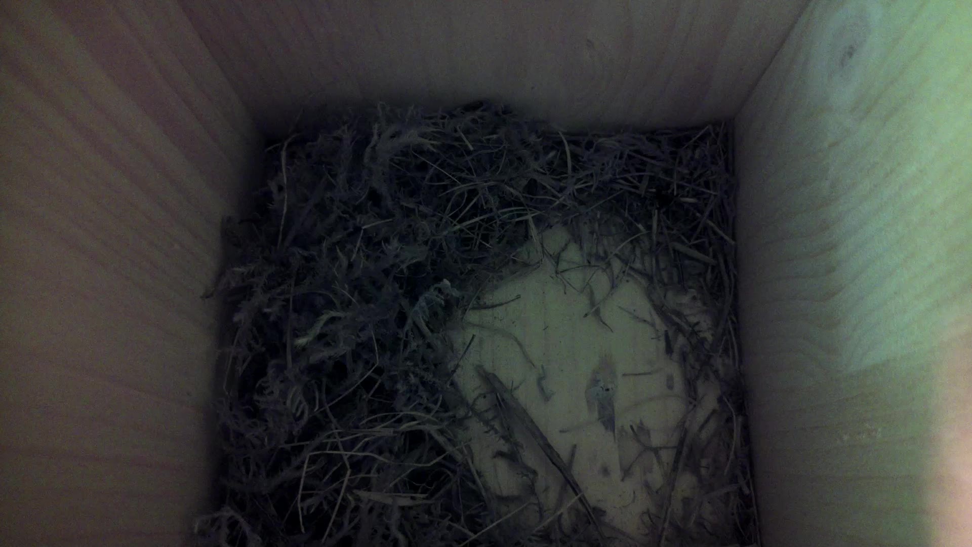 Aufnahme aus dem Vogelhaus