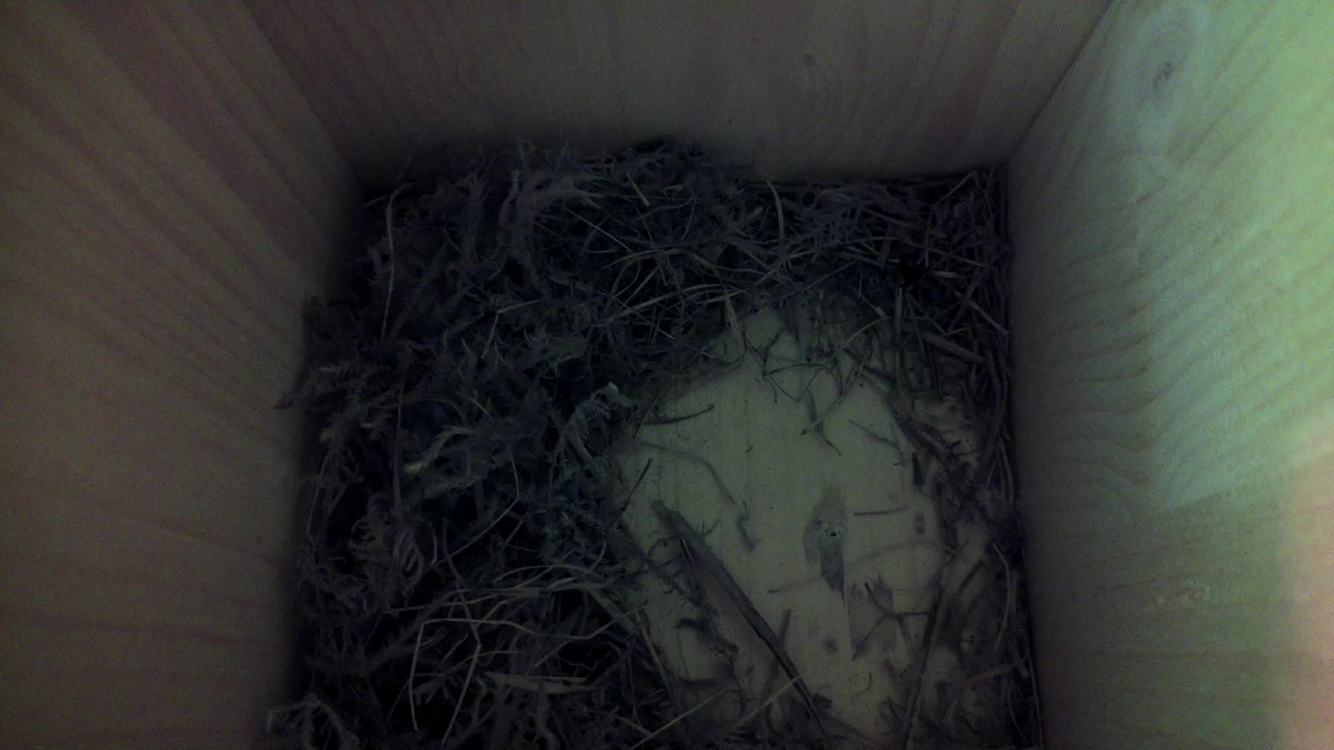 Aufnahme aus dem Vogelhaus