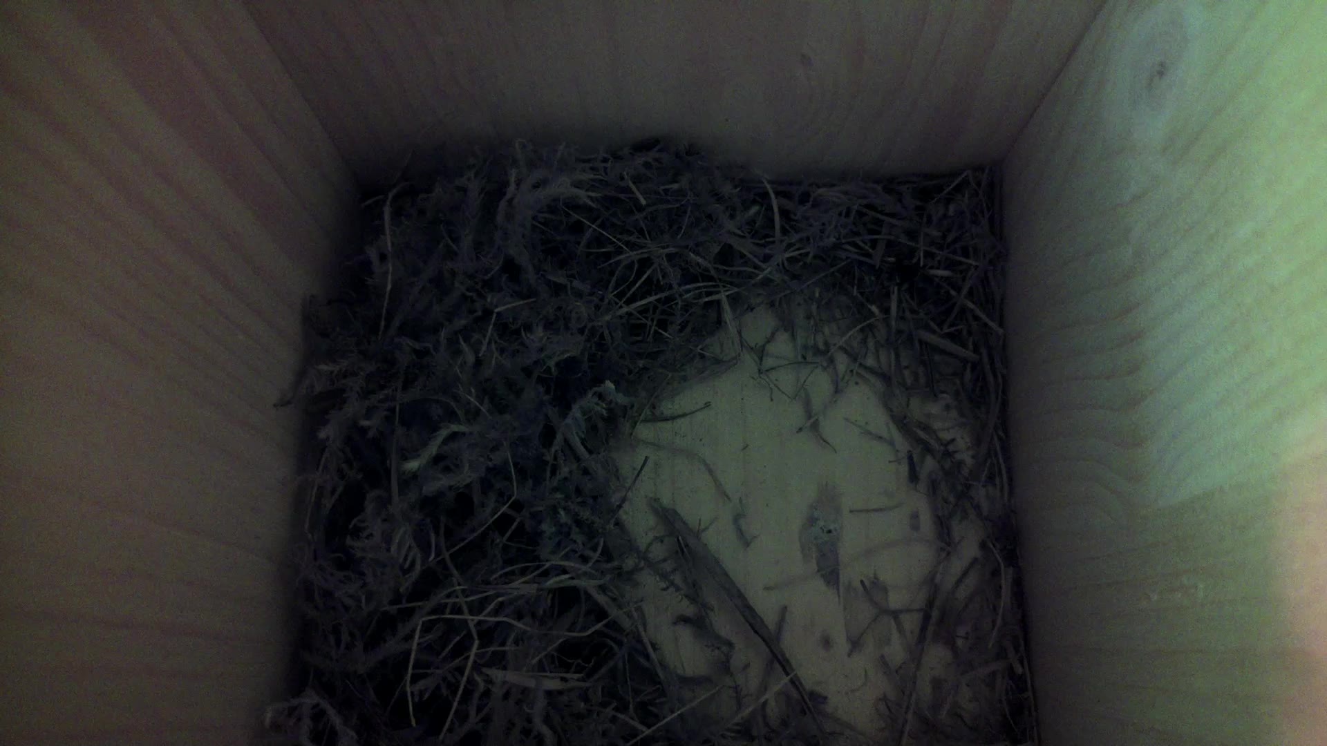 Aufnahme aus dem Vogelhaus